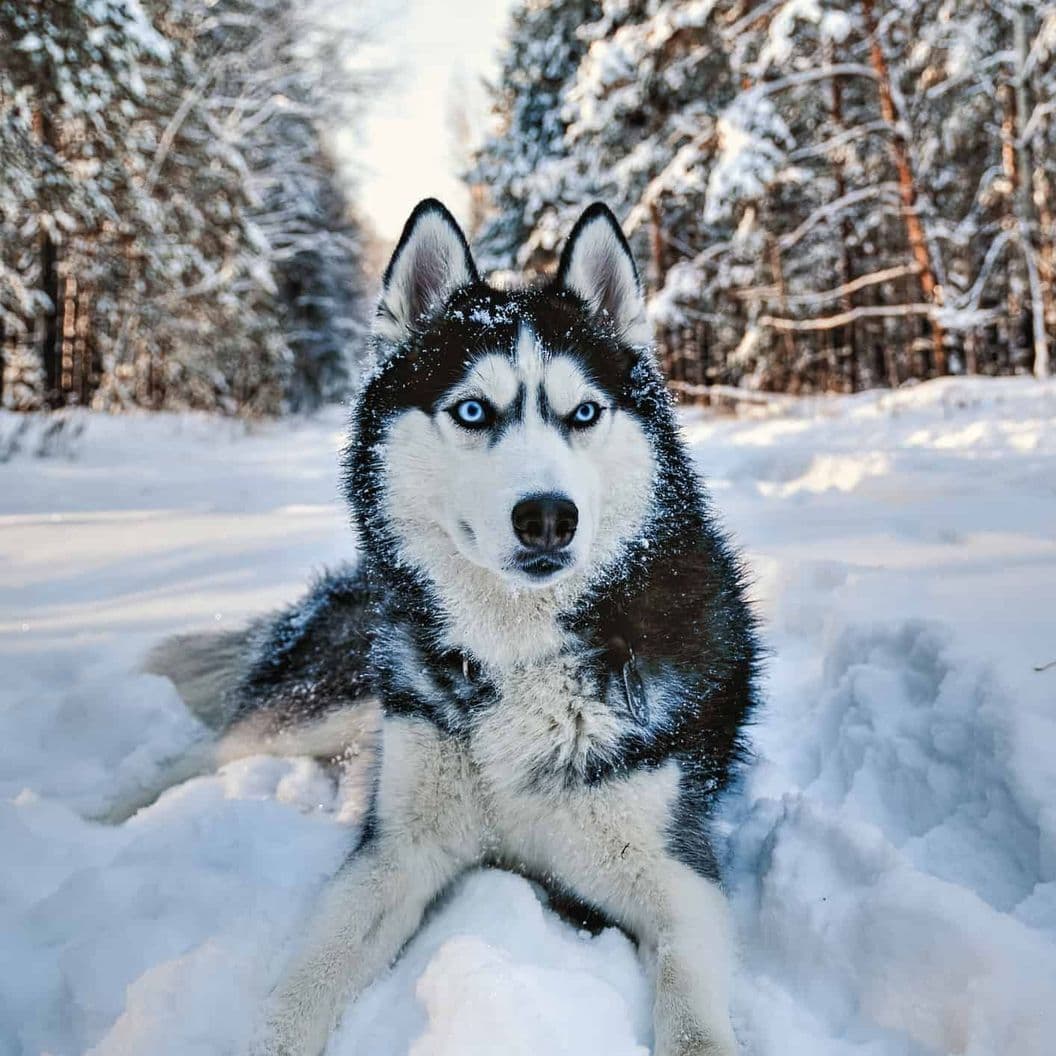 Купить Husky Sleigh Ride