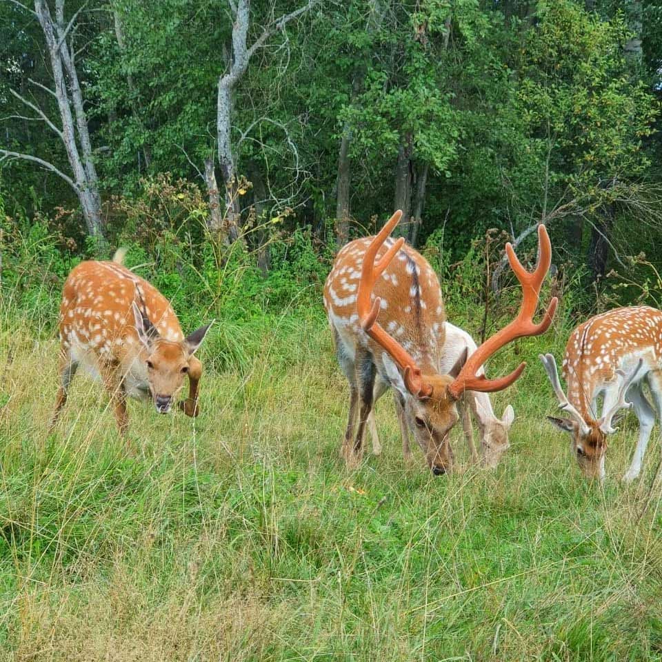 Top 10 Activities in Moscow for children