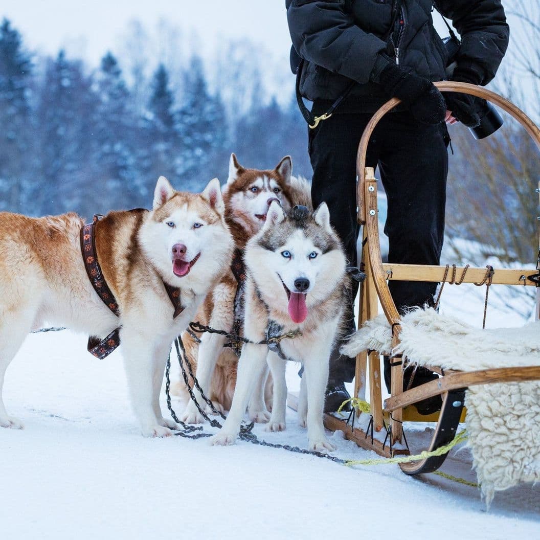 Купить Husky Sleigh Ride