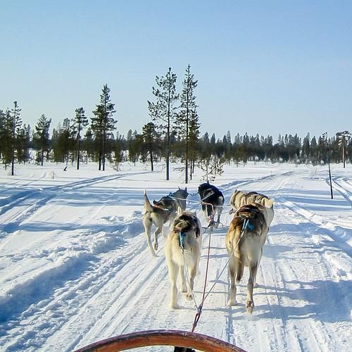 Купить Husky Sleigh Ride