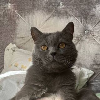 Сруня