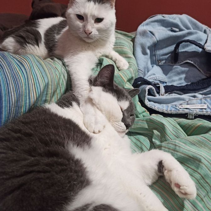 Meglium для кошек