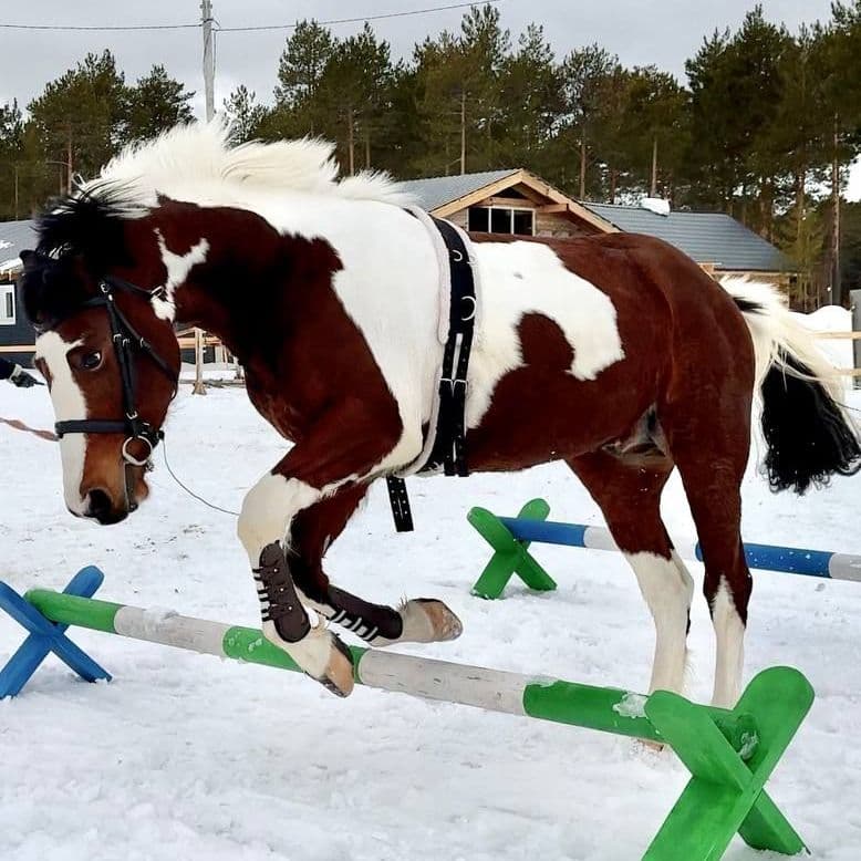 Орлик