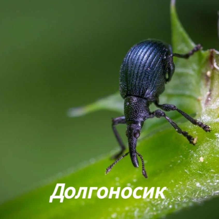 Плодожорка