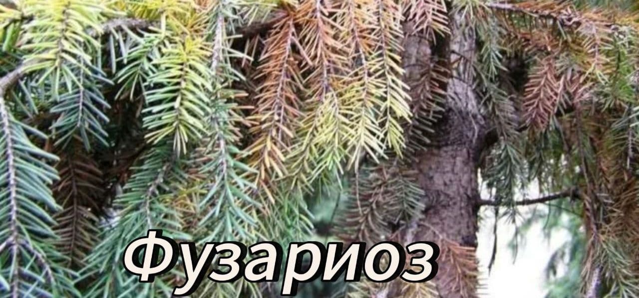 Фузариоз