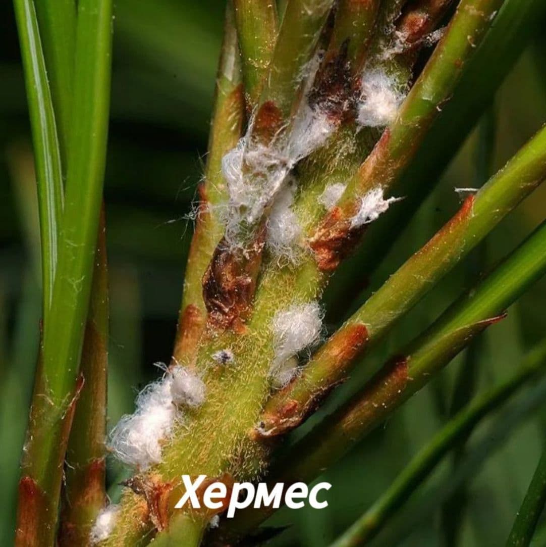 Хермес