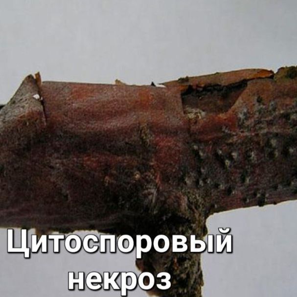 Шютте