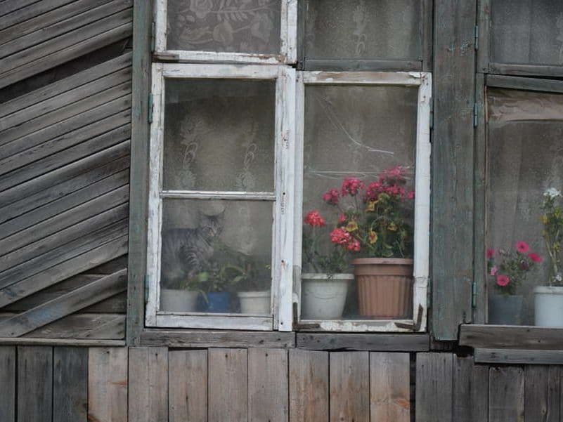 Сахалин, Россия, Фактуры, Ебеня, Жизнь, Разное, Жанр, Как в сказке, Фотографии, Фото, Photo, кошки в окошке