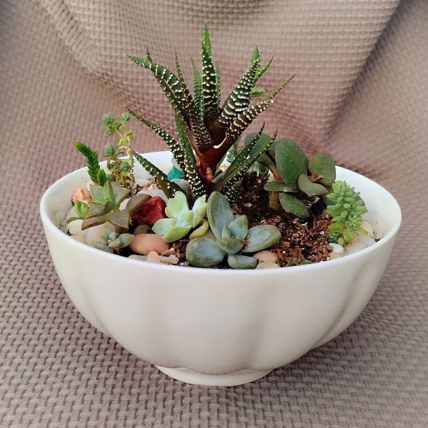Суккуленты