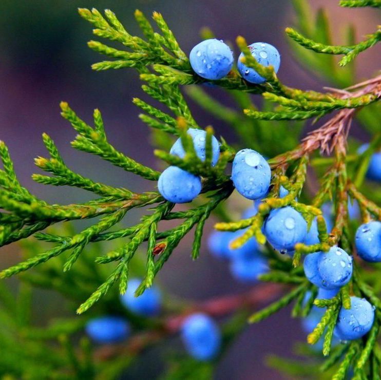 Купить Можжевельник (лат. Juniperus) это род вечнозелёных хвойных кустарников и деревьев из семейства Кипарисовых. 